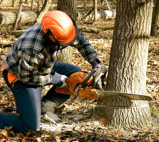 Tree Removal in Robins, IA